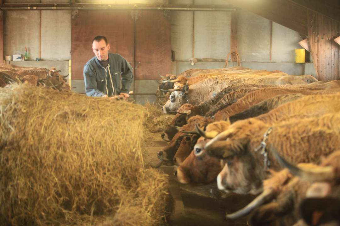 Aubrac Aubrac